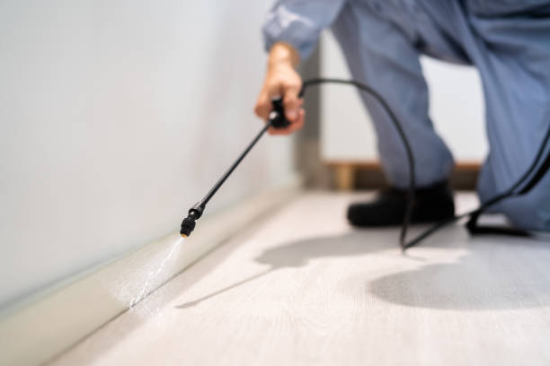 Best Local Pest Control Services  in Hillsboro, MO