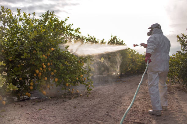 Insect Control in Hillsboro, MO