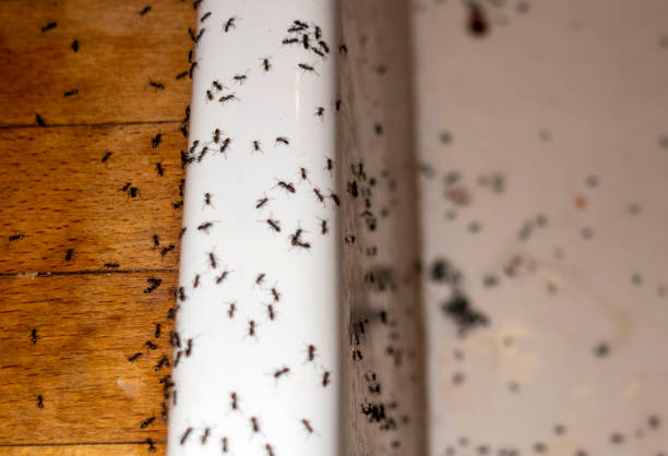 Trusted Hillsboro, MO Pest Control Experts