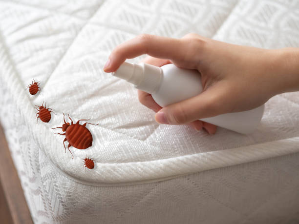 Best Best Pest Control Companies  in Hillsboro, MO
