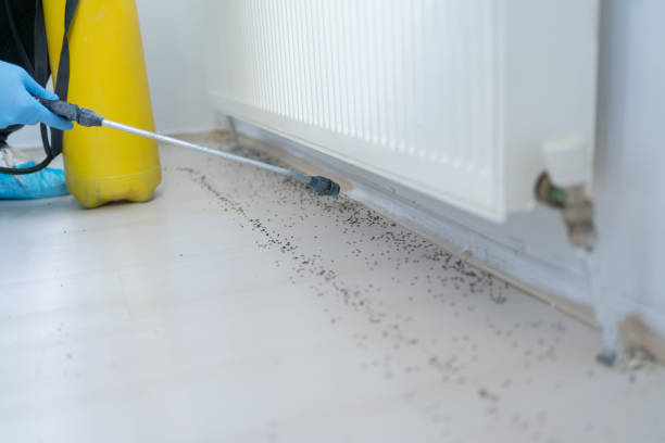 Best Cockroach Control Services  in Hillsboro, MO