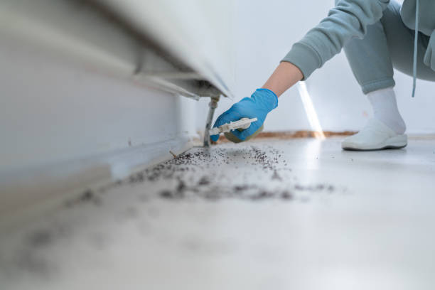 Best Rat Extermination Near Me  in Hillsboro, MO